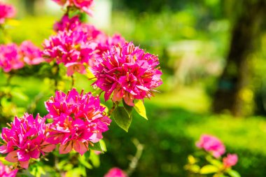 Park, Tayland 'da Bougainvillea çiçeği
