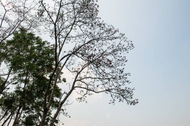 Tayland, ormandaki ağaç tepesi