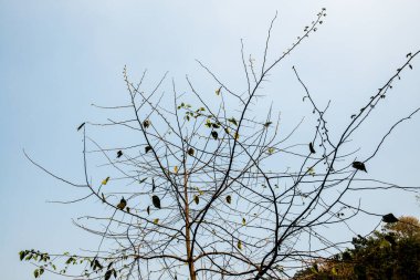 Tayland, ormandaki ağaç tepesi