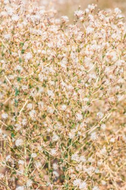 Kırmızı Yaprak Marul Çiçeği, Tayland