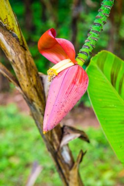 Ormanda kırmızı muz Bud, Tayland