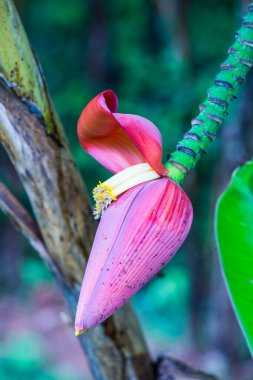 Ormanda kırmızı muz Bud, Tayland