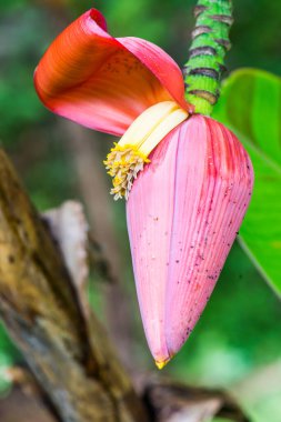 Ormanda kırmızı muz Bud, Tayland