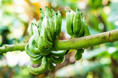 Musa 'nın muzlu meyvesi Serpentina Swangpol ve Somana, Tayland.