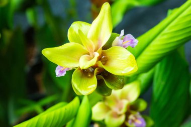 Doğal geçmişi olan Curcuma Alismatifolia çiçeği, Tayland.