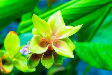 Doğal geçmişi olan Curcuma Alismatifolia çiçeği, Tayland.