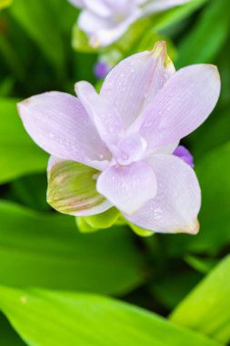 Doğal geçmişi olan Curcuma Alismatifolia çiçeği, Tayland.