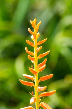 Doğal geçmişi olan Aloe Vera çiçeği, Tayland.