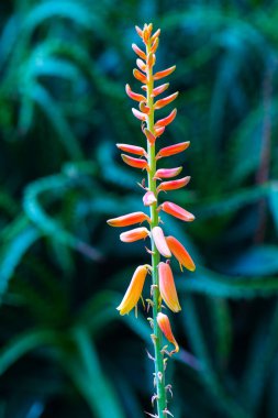 Doğal geçmişi olan Aloe Vera çiçeği, Tayland.