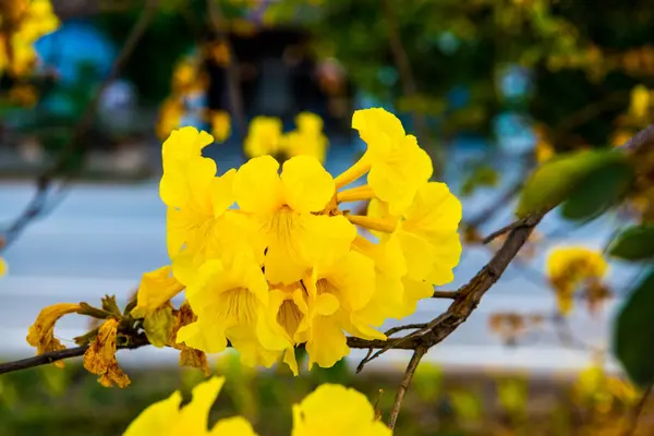 Dwarf Golden Trumpet flower in Thai, Thailand