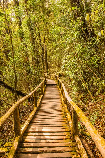 Doi Inthanon Ulusal Parkı 'nda Doi Trail, Tayland