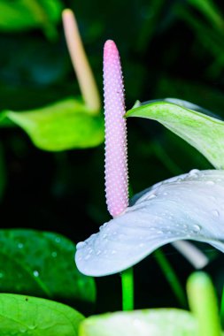 Anthurium hookeri Schott parkta.