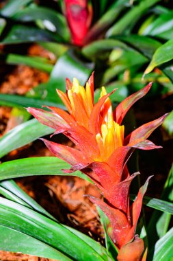 Botanik Bahçesinde Bromeliad Çiçeği, Chiang Mai Eyaleti.