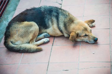 Tayland sosisi seramik zeminde, Tayland.