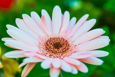 Pembe Gerbera 'nın Kapanışı Park, Tayland.