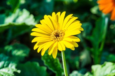 Sarı Gerbera Park, Tayland 'da.