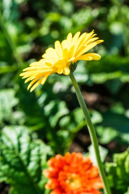 Sarı Gerbera Park, Tayland 'da.