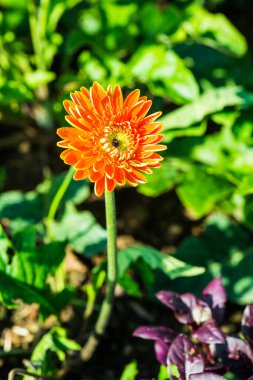 Park, Tayland 'da Turuncu Gerbera