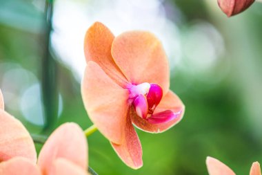 Orkide Çiçeklerinin Kapanışı, Tayland.