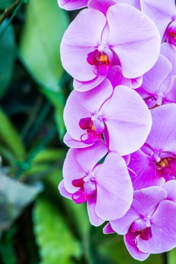 Violet Orkidesinin Kapanışı, Tayland.