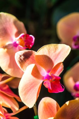 Orkide Çiçeklerinin Kapanışı, Tayland.