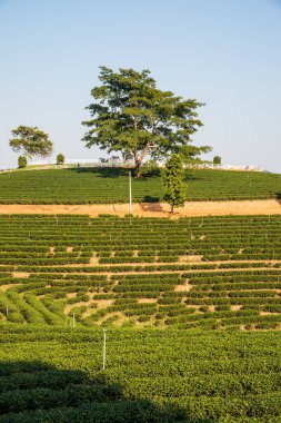 Tayland, Tayland 'da çay çiftliği