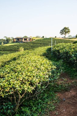 Tayland, Tayland 'da çay çiftliği