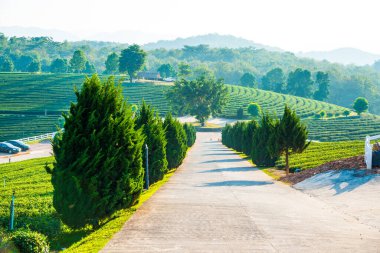 Tayland, Tayland 'da Yollu Çay Çiftliği