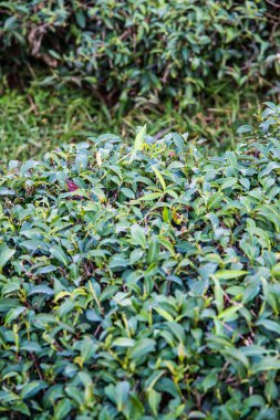 Çay Çiftliği Arkaplanı, Tayland