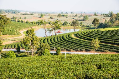 Tayland 'da göletli çay çiftliği