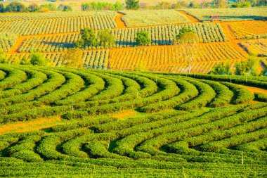 Tayland, Tayland 'da çay çiftliği