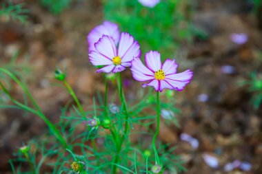 Pembe ve Beyaz Kozmos Çiçekleri Bahçede, Chiangmai Eyaleti.