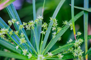 Şemsiye Bitkisi 'nin Doğal Arkaplan Çiçeği
