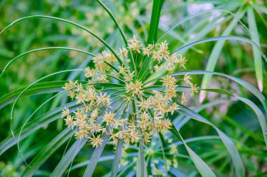 Şemsiye Bitkisi 'nin Doğal Arkaplan Çiçeği
