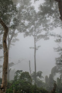 Tayland 'ın Phayao eyaletinde kış mevsiminde sisli bir orman.