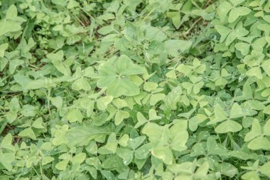 Ormanda yeşil yapraklar, Tayland.