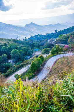 Chiangrai, Tayland 'da Doi Pha Tang yolu..
