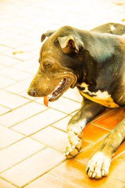 Tayland siyah köpeğinin kafasından..