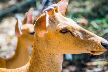 Tayland 'da Benekli Geyik Portresi.
