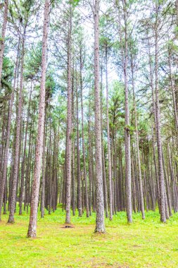 Tayland 'daki Boa Keaw Silvikültürel Araştırma İstasyonu' ndaki Çam Tarlalarının manzarası.