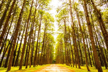 Tayland 'daki Boa Keaw Silvikültürel Araştırma İstasyonu' ndaki Çam Tarlalarının manzarası.