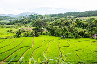 Tayland 'da pirinç tarlaları.