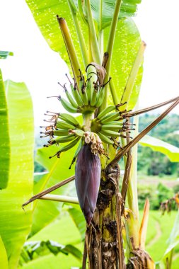 Muz çiçeği ve meyveler Tayland 'da.