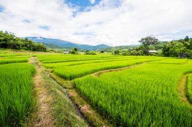 Tayland 'da pirinç tarlaları.