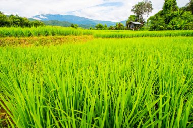 Tayland 'da pirinç tarlaları.