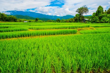 Tayland 'da pirinç tarlaları.