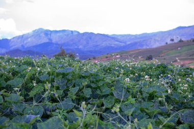 Chiang Mai, Tayland 'da Mae Chaem bölgesinin dağ manzaralı tarım alanı.