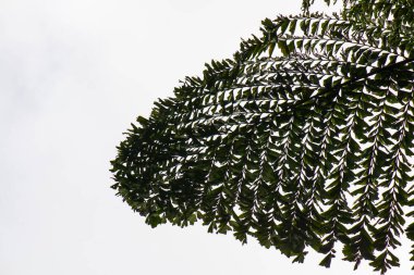 Yaprak silueti, Tayland.