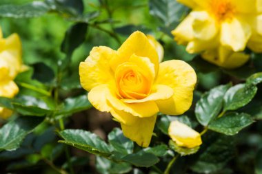 Tayland, Garden 'da Güneş Gülü ya da Violet Gülü.