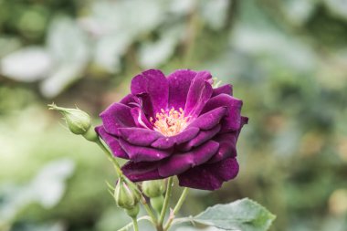 Midnight Blue Rose veya Dark Violet Rose in Garden, Tayland.